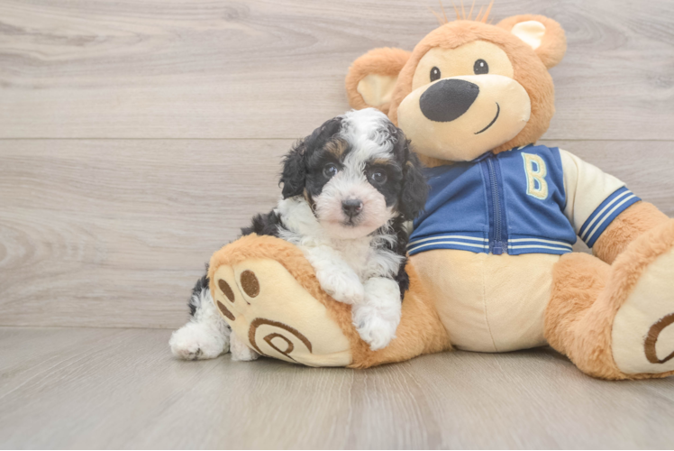 Mini Aussiedoodle Pup Being Cute