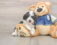 8 week old Mini Aussiedoodle Puppy For Sale - Premier Pups