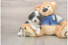 Mini Aussiedoodle Pup Being Cute