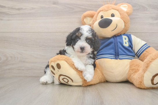 Mini Aussiedoodle Pup Being Cute