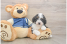 Cute Mini Aussiedoodle Baby