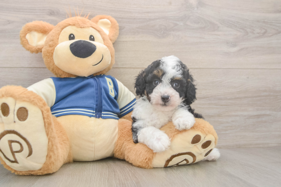 Cute Mini Aussiedoodle Baby