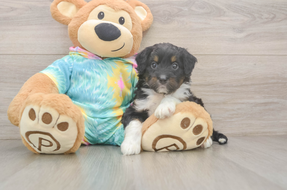 5 week old Mini Aussiedoodle Puppy For Sale - Premier Pups