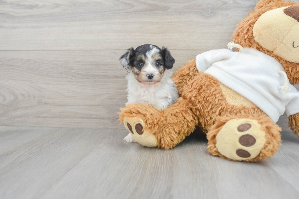Mini Aussiedoodle Pup Being Cute