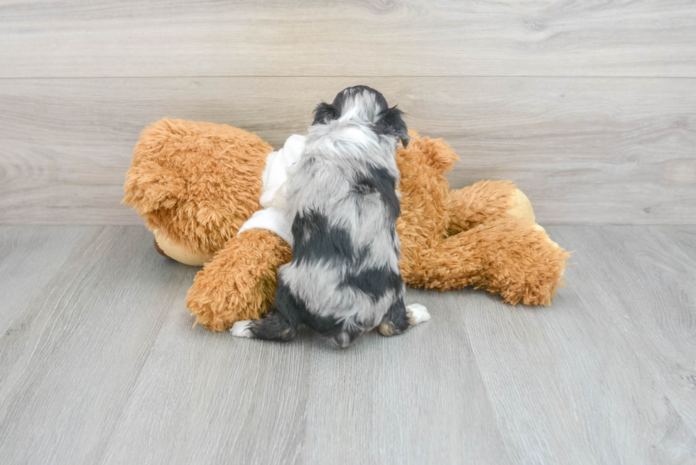 Mini Aussiedoodle Puppy for Adoption