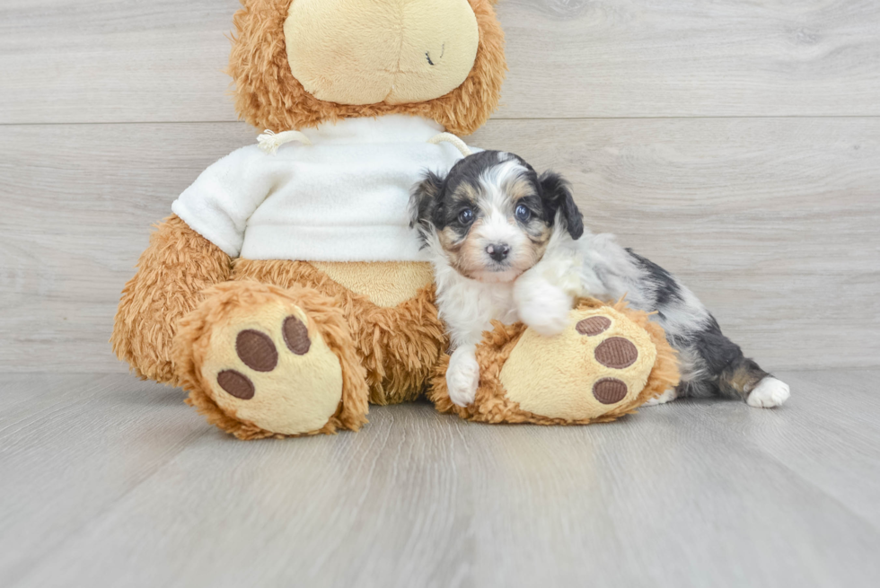 Mini Aussiedoodle Puppy for Adoption