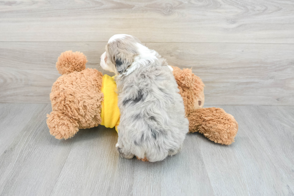 Funny Mini Aussiedoodle Poodle Mix Pup