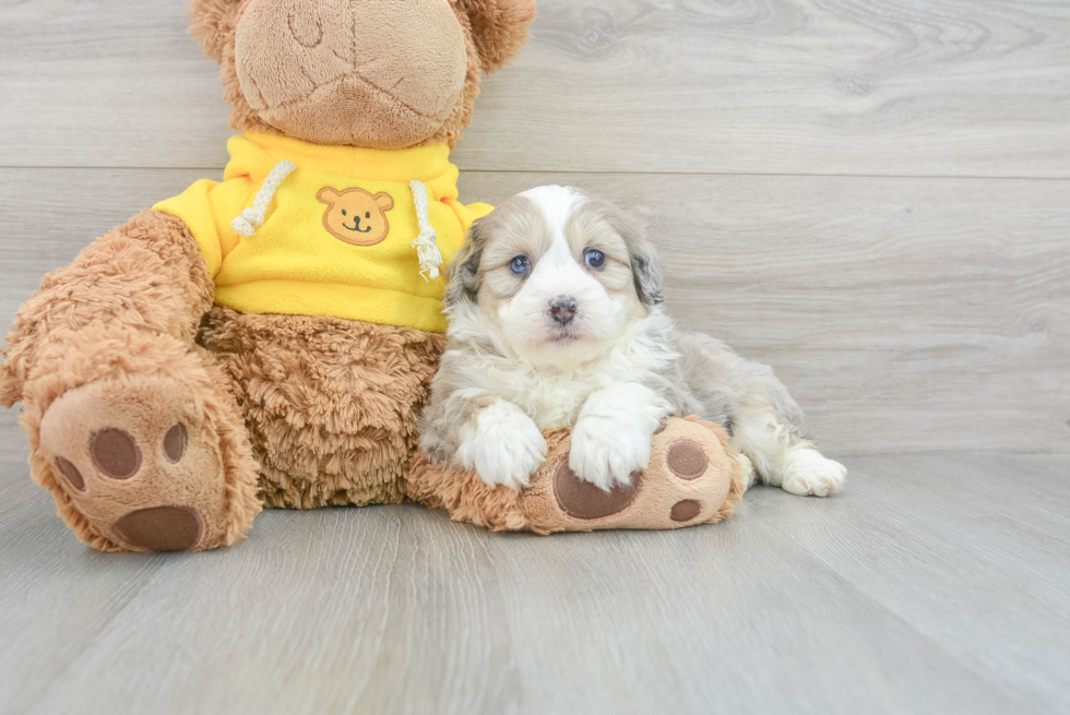 Cute Mini Aussiedoodle Baby