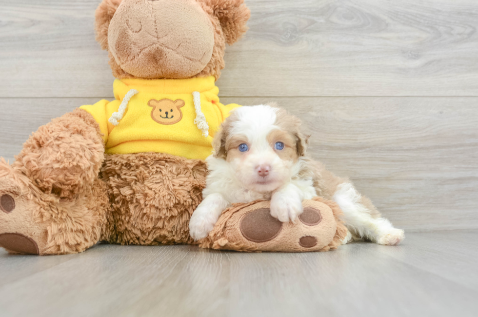 7 week old Mini Aussiedoodle Puppy For Sale - Premier Pups