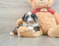 8 week old Mini Aussiedoodle Puppy For Sale - Premier Pups