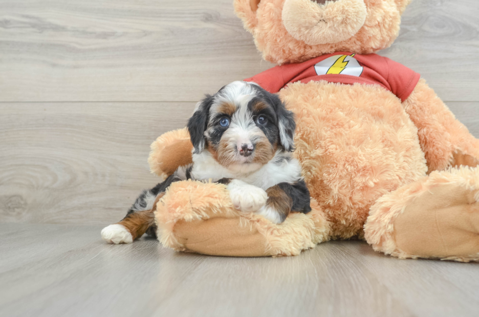 7 week old Mini Aussiedoodle Puppy For Sale - Premier Pups