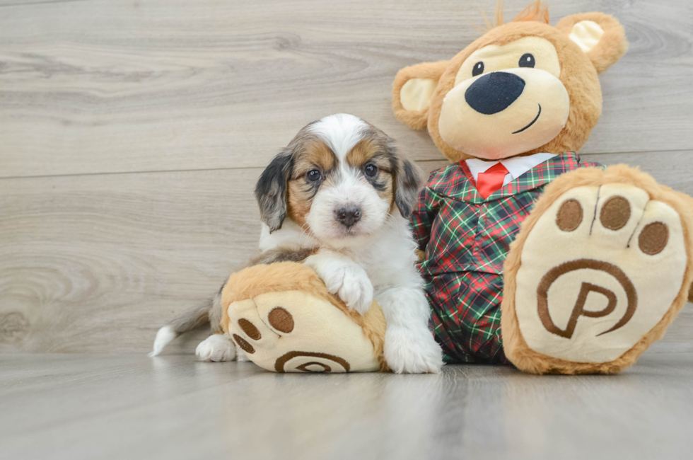 5 week old Mini Aussiedoodle Puppy For Sale - Premier Pups