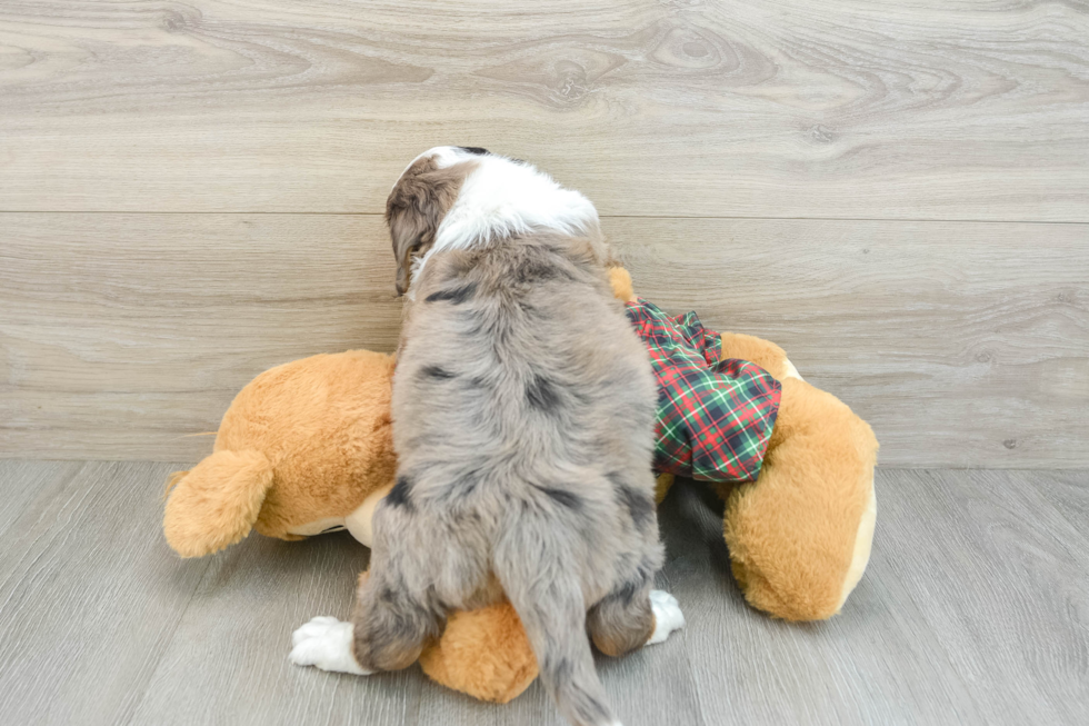 Best Mini Aussiedoodle Baby