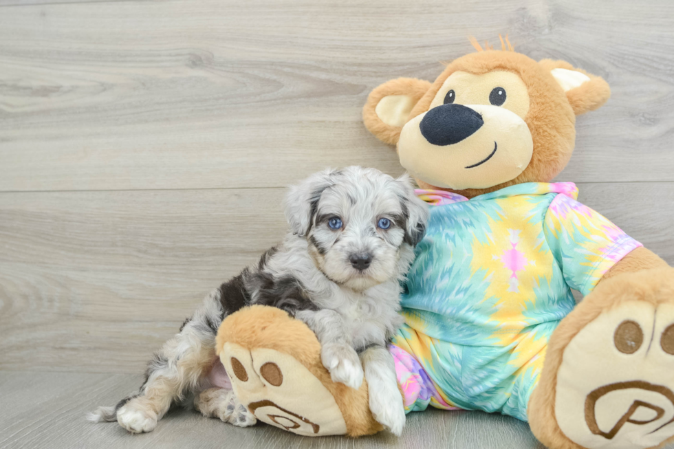 Best Mini Aussiedoodle Baby