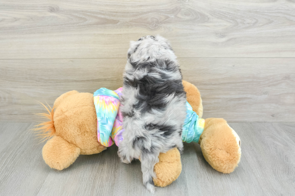 Playful Mini Aussiepoodle Poodle Mix Puppy