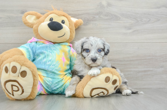 Little Mini Aussiepoo Poodle Mix Puppy