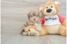 Mini Aussiedoodle Puppy for Adoption