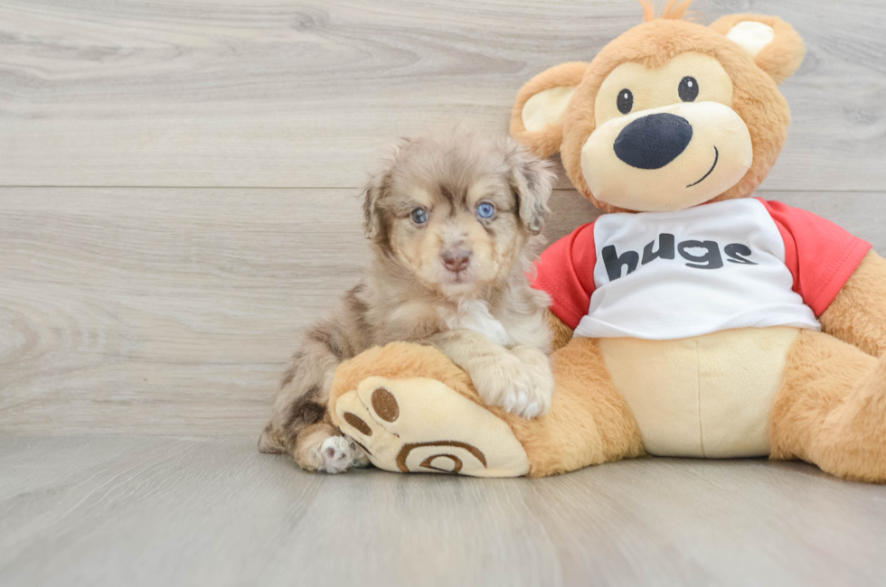 5 week old Mini Aussiedoodle Puppy For Sale - Premier Pups