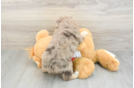 Mini Aussiedoodle Puppy for Adoption