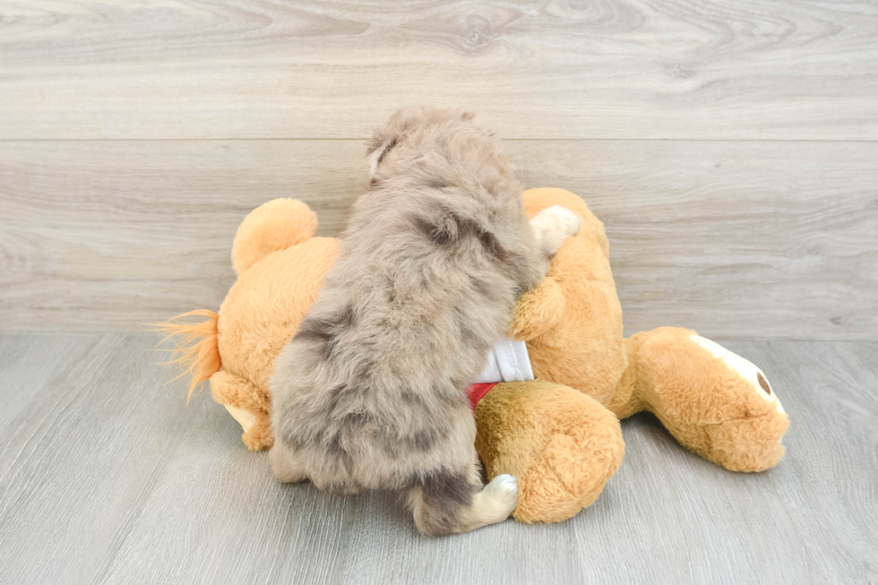 Mini Aussiedoodle Puppy for Adoption