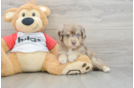 Fluffy Mini Aussiedoodle Poodle Mix Pup