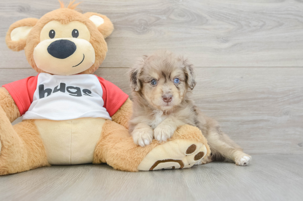 Fluffy Mini Aussiedoodle Poodle Mix Pup