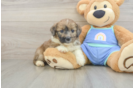 Friendly Mini Aussiedoodle Baby