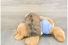 Mini Aussiedoodle Puppy for Adoption