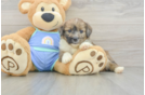 Mini Aussiedoodle Pup Being Cute