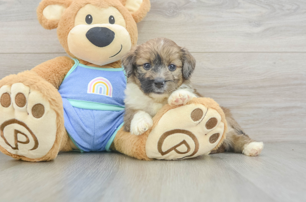 5 week old Mini Aussiedoodle Puppy For Sale - Premier Pups