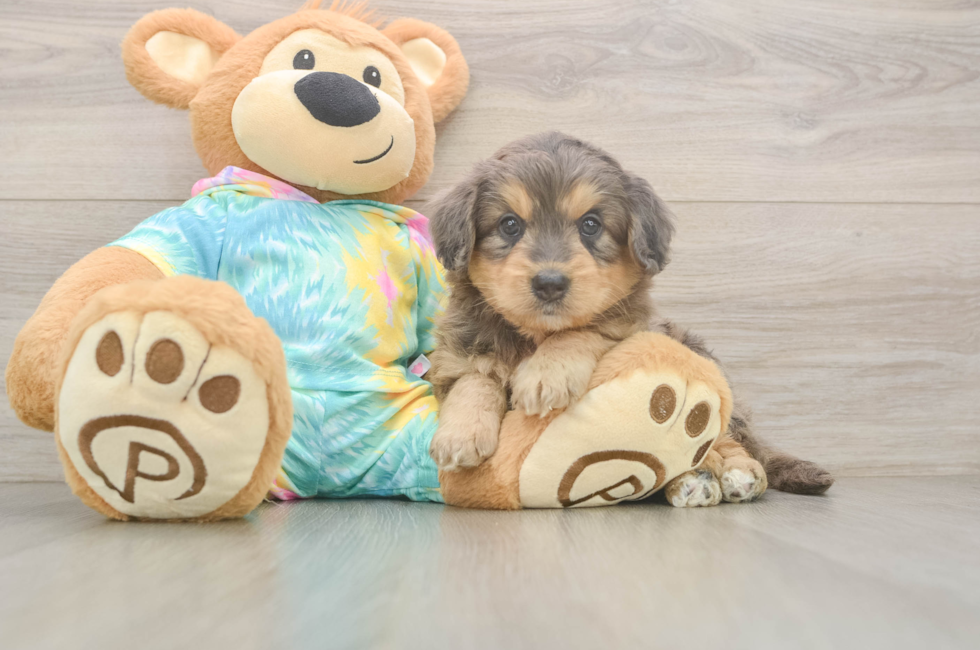 5 week old Mini Aussiedoodle Puppy For Sale - Premier Pups