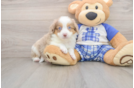 Hypoallergenic Aussiepoo Poodle Mix Puppy
