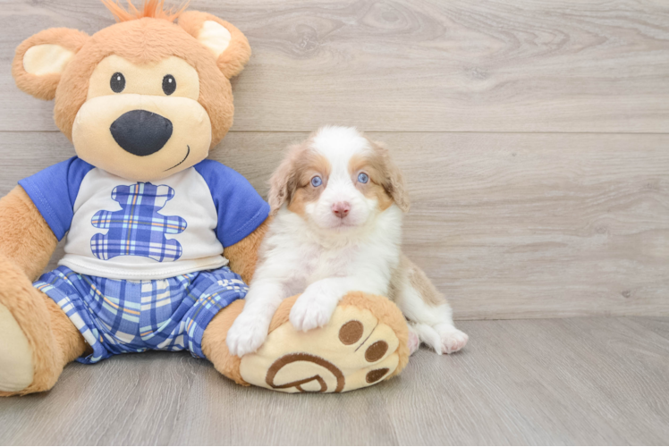 Fluffy Mini Aussiedoodle Poodle Mix Pup