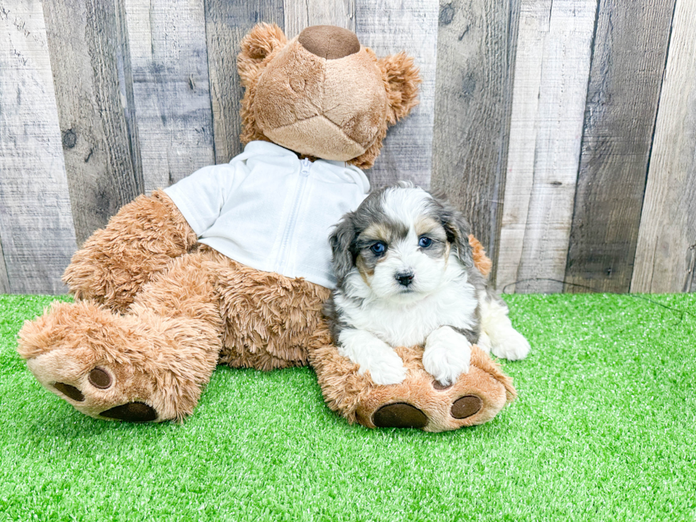 Best Mini Aussiedoodle Baby