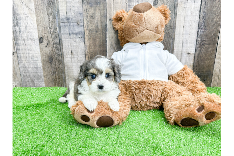 Best Mini Aussiedoodle Baby