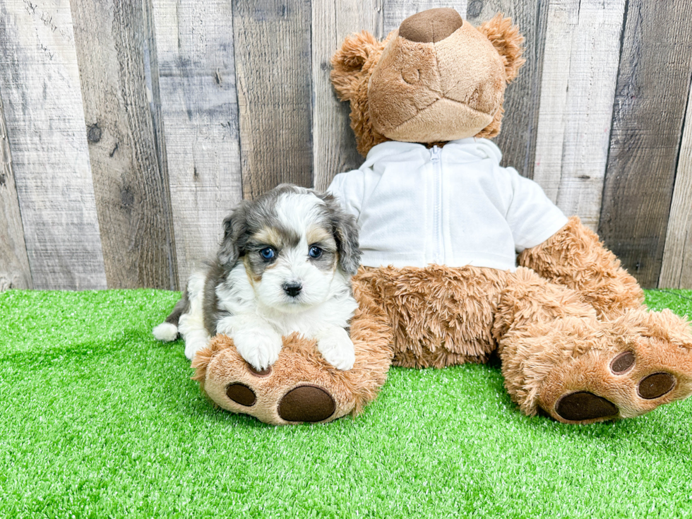 Best Mini Aussiedoodle Baby