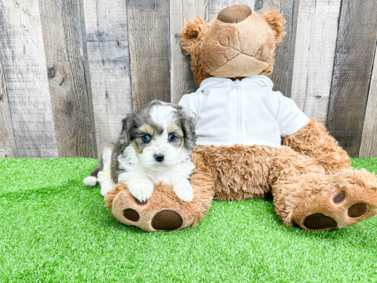 Best Mini Aussiedoodle Baby