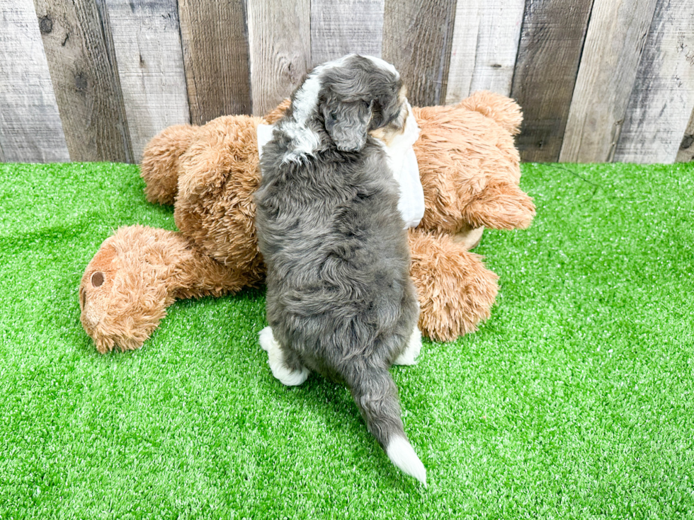 Mini Aussiedoodle Pup Being Cute