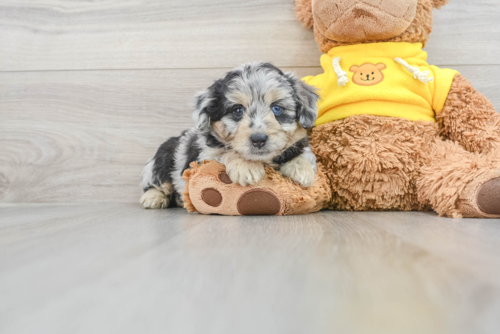 Best Mini Aussiedoodle Baby