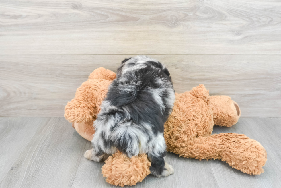 Mini Aussiedoodle Pup Being Cute