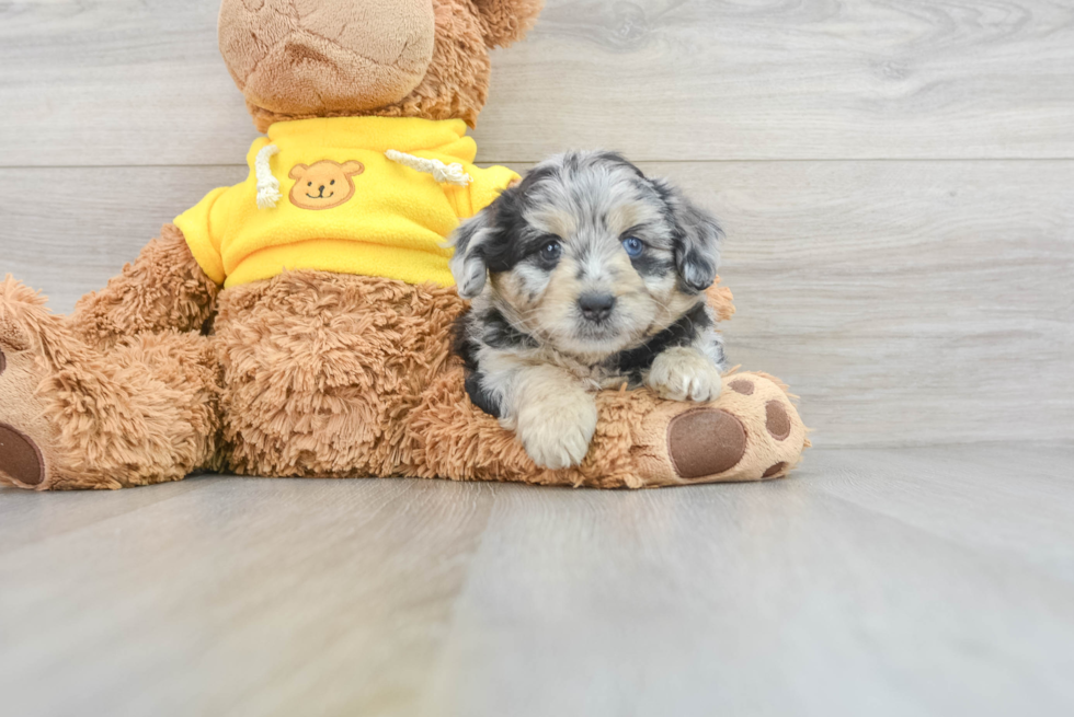 Mini Aussiedoodle Pup Being Cute