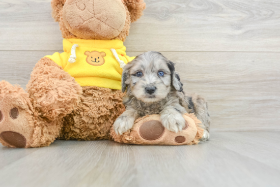 Mini Aussiedoodle Pup Being Cute