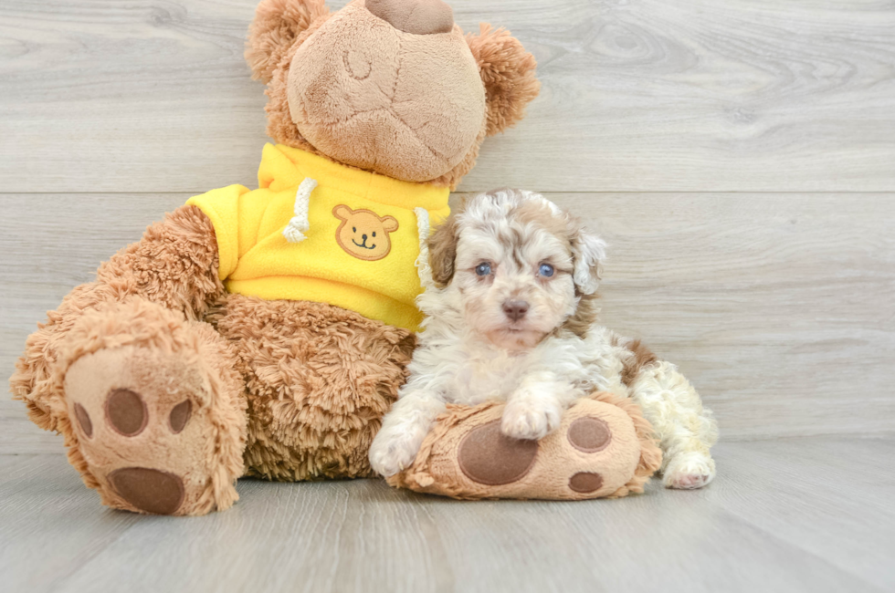 7 week old Mini Aussiedoodle Puppy For Sale - Premier Pups