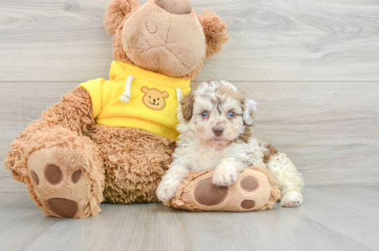 Playful Mini Aussiepoodle Poodle Mix Puppy