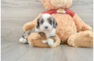 Little Mini Aussiepoo Poodle Mix Puppy