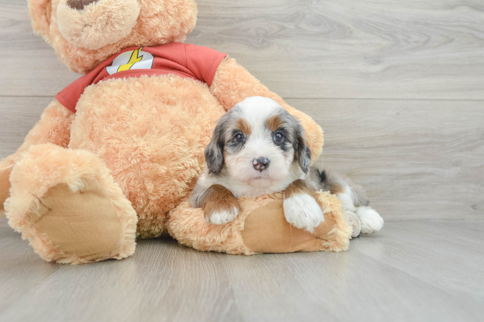 Playful Mini Aussiepoodle Poodle Mix Puppy