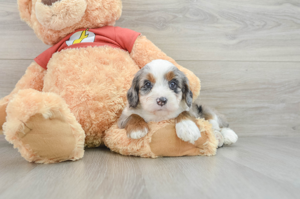 7 week old Mini Aussiedoodle Puppy For Sale - Premier Pups