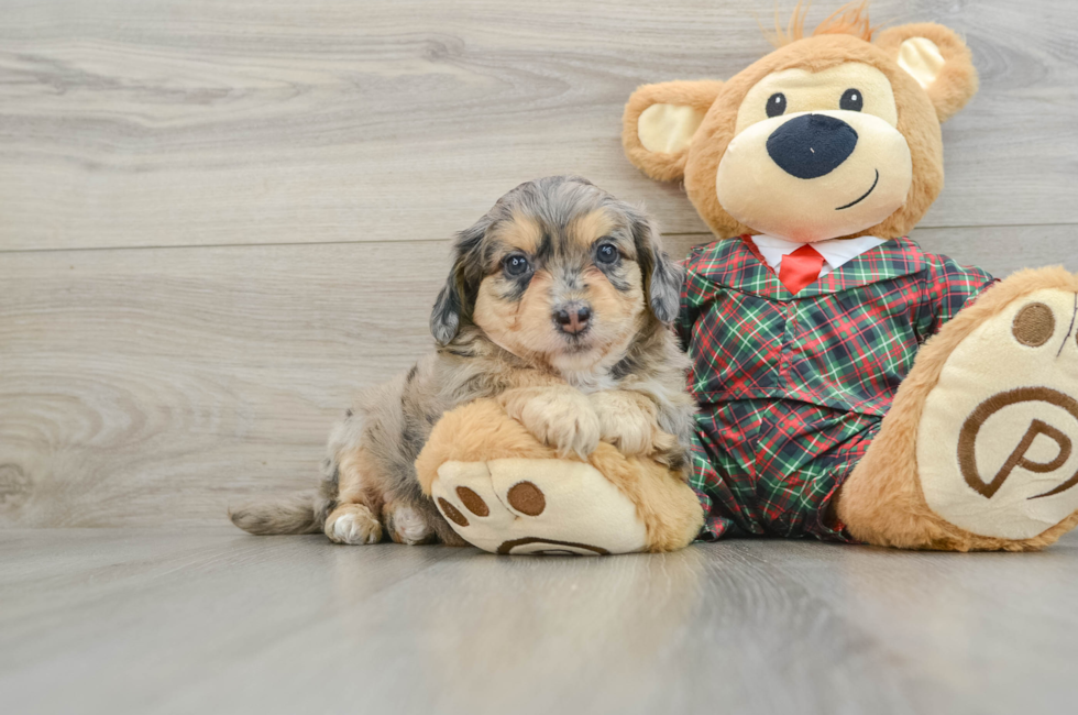 5 week old Mini Aussiedoodle Puppy For Sale - Premier Pups