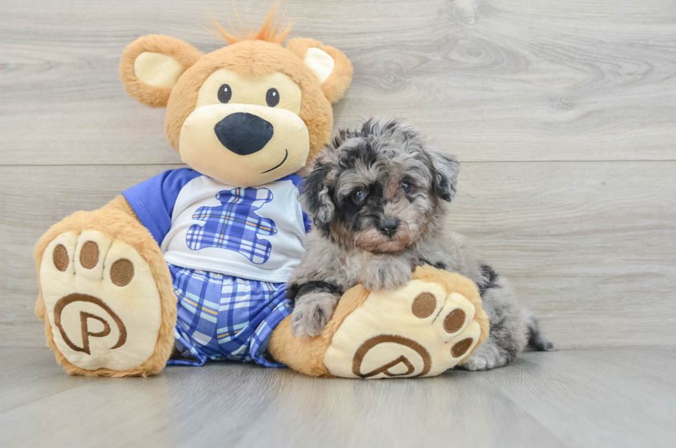 6 week old Mini Aussiedoodle Puppy For Sale - Premier Pups