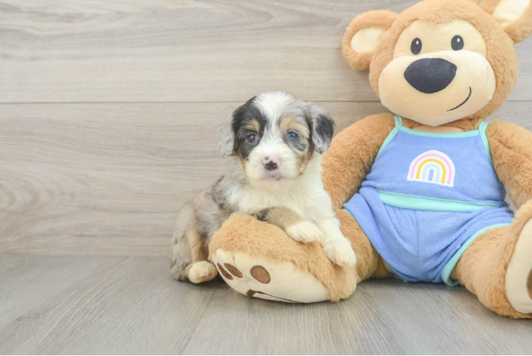 Energetic Aussie Poo Poodle Mix Puppy